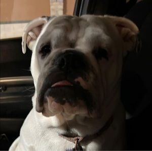 Meet your Posher, Sam